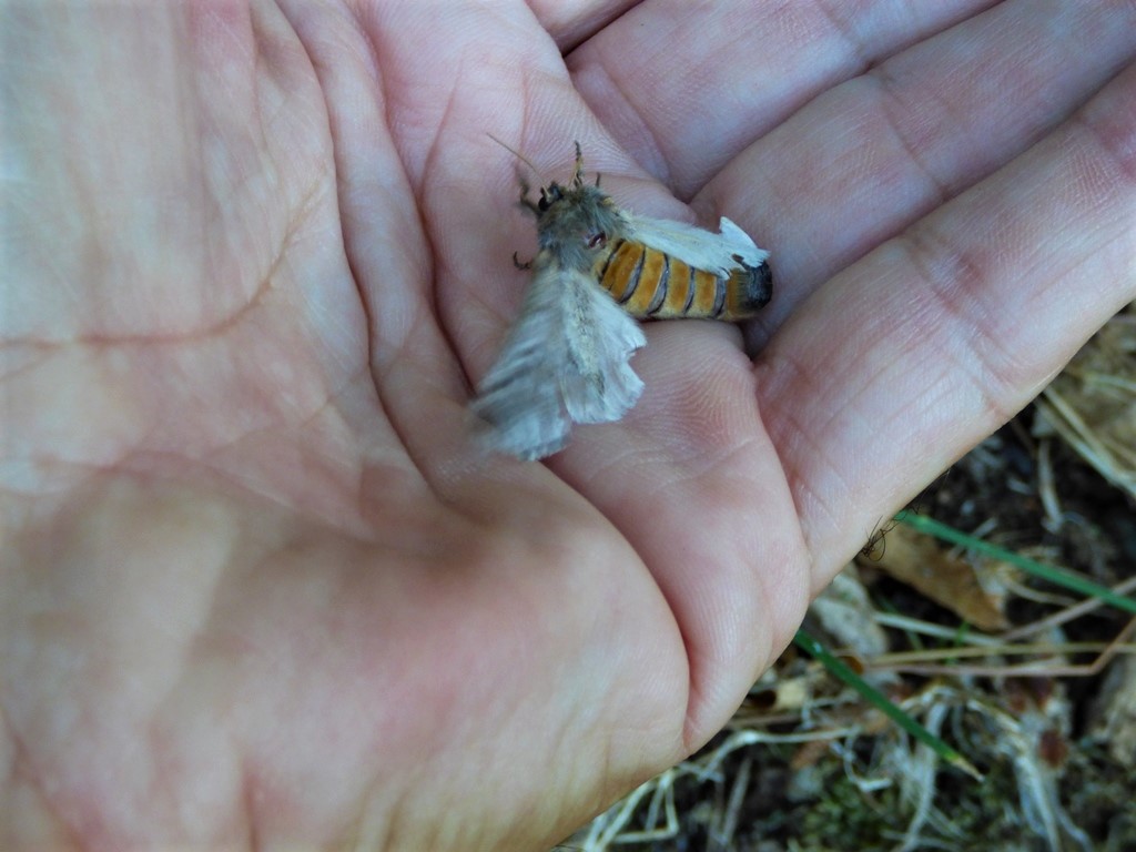 Falena da identificare: femmina di Thaumetopoea pityocampa - Notodontidae